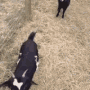 1660167457645.gif