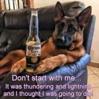 dont-start-corona-beer-dog-shepard-thundering-lightning.jpg