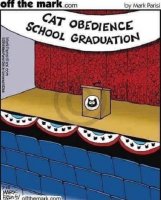 cat-obedience-school-graduation-no-one.jpg
