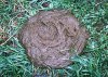 250px-CowPie-JeffVanuga.jpg