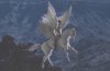 cot_034Pegasus.jpg