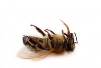 Bee.jpg