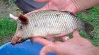 Pigfish.jpeg Pigfish.jpeg