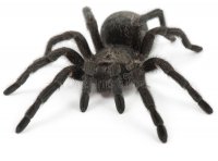 black-spider-tarantula-grammostola-pulchra-white-backgound-39320124.jpg