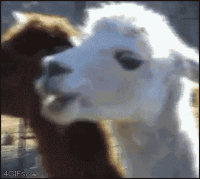 giphy (3) (1).gif