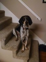Bailey.jpg