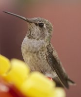 bird2.jpg