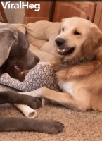 giphy (31).gif