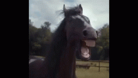 horse-laugh.gif