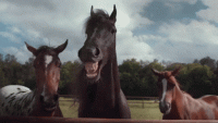 horses-laughing.gif