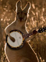 788716142funny-kangaroo-playing-guitar-gif.gif