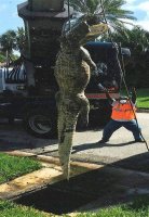 Dead gator.jpg