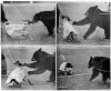 Smokey bites  Baylor Bear.jpg