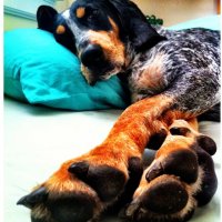 fb9546ab26c76a7910db6d9b997e1bc8--dog-paws-kind-of.jpg