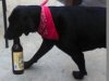 Dog and Beer.jpg