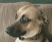 1666741240900.gif