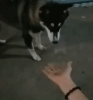 hm-gifdump-328-7.gif