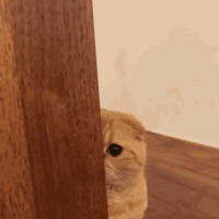 1667930533735.gif