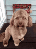 celeb-dog.gif