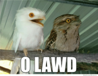 thumb_olawd-weknowmemes-oh-lawd-owl-weknowmemes-52061476.png