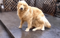 pPk8HxJ.gif