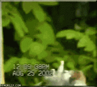 4861.gif