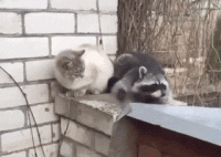 raccoons_12.gif