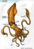squid.jpg