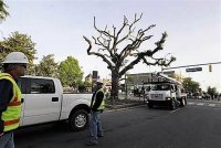 Auburn_tree poisoned by Bammer.jpg