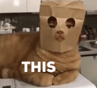 serious-cat-reaction.gif