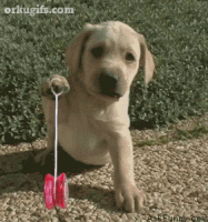Puppy-playing-with-yo-yo_1654-3239111646.gif