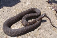 watersnake-georgia-wildlife.jpg