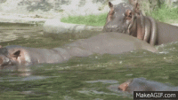 uKYS-w.gif