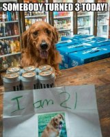 somebody-turned-21-today-dog-retriever-buying-beer-1.jpg