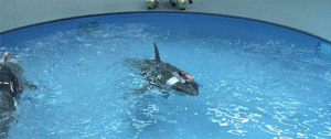 IMG_2068.gif IMG_2068.gif