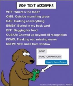 dog-text-acronyms-fmfo-freaking-out-missing-owner.jpg