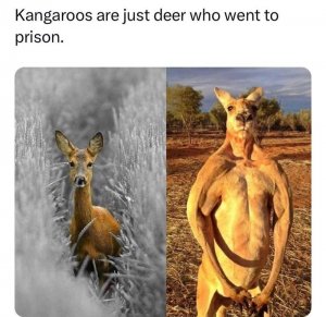 kangaroo-kangaroos-are-just-deer-who-went-prison.jpeg