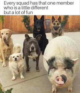 we-all-have-that-one-friend-stands-out-but-fun-dogs-pigs.jpg