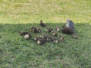 IMG_6916.jpeg