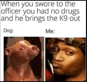 swore-to-officer-no-drugs-k9-dog.jpg