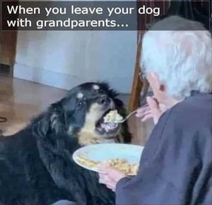 leave-dog-with-grandparents-spoon-feeding.jpg