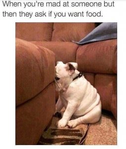dog-mad-at-someone-but-then-they-ask-if-want-food.jpeg