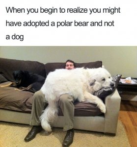 shoe-begin-realize-might-have-adopted-polar-bear-and-not-dog-r.jpeg