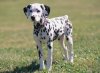 Dalmation.jpg