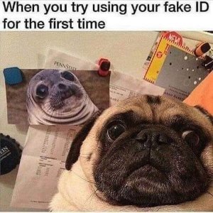 dog-try-using-fake-id-first-time-ein-maro-lon-pennstall.jpeg