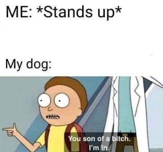 person-stands-up-my-dog-tor-son-bitch.jpeg