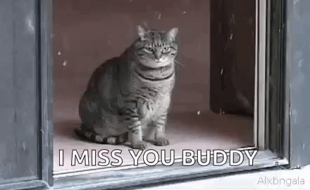 sad-cat.gif