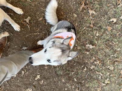 IMG_1284.jpeg