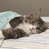 1699158097463.gif