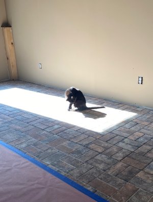 Tootsie catching some rays.jpg